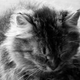 Muffin is sleepy